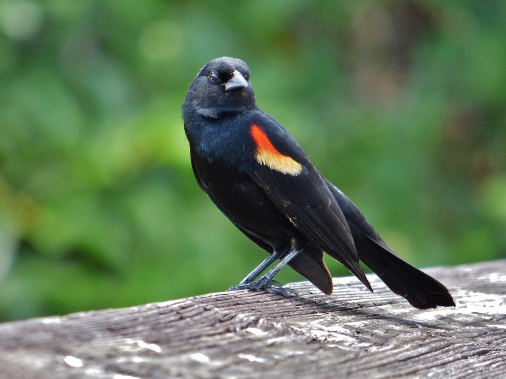 Red-winged Blackbird - ML38271131