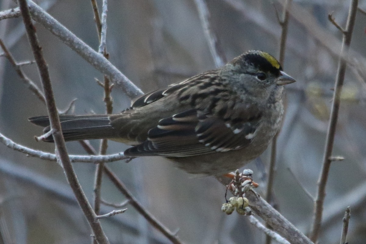 Golden-crowned Sparrow - ML38271621