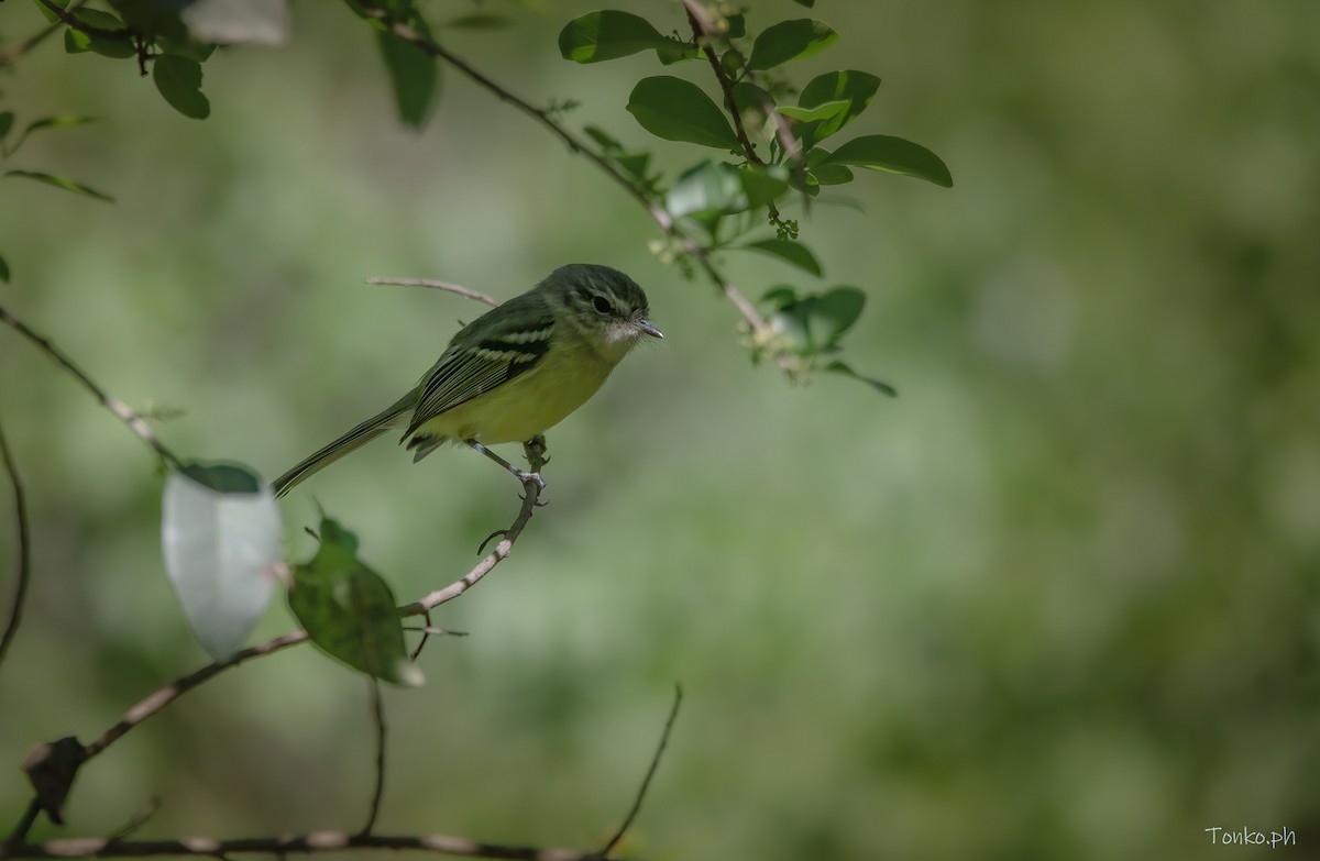 Sclater's Tyrannulet - Carlos Maure