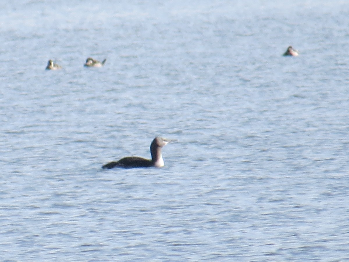 Red-throated Loon - Dean Shoup