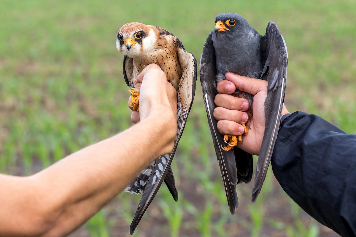 Red-footed Falcon - ML382722281