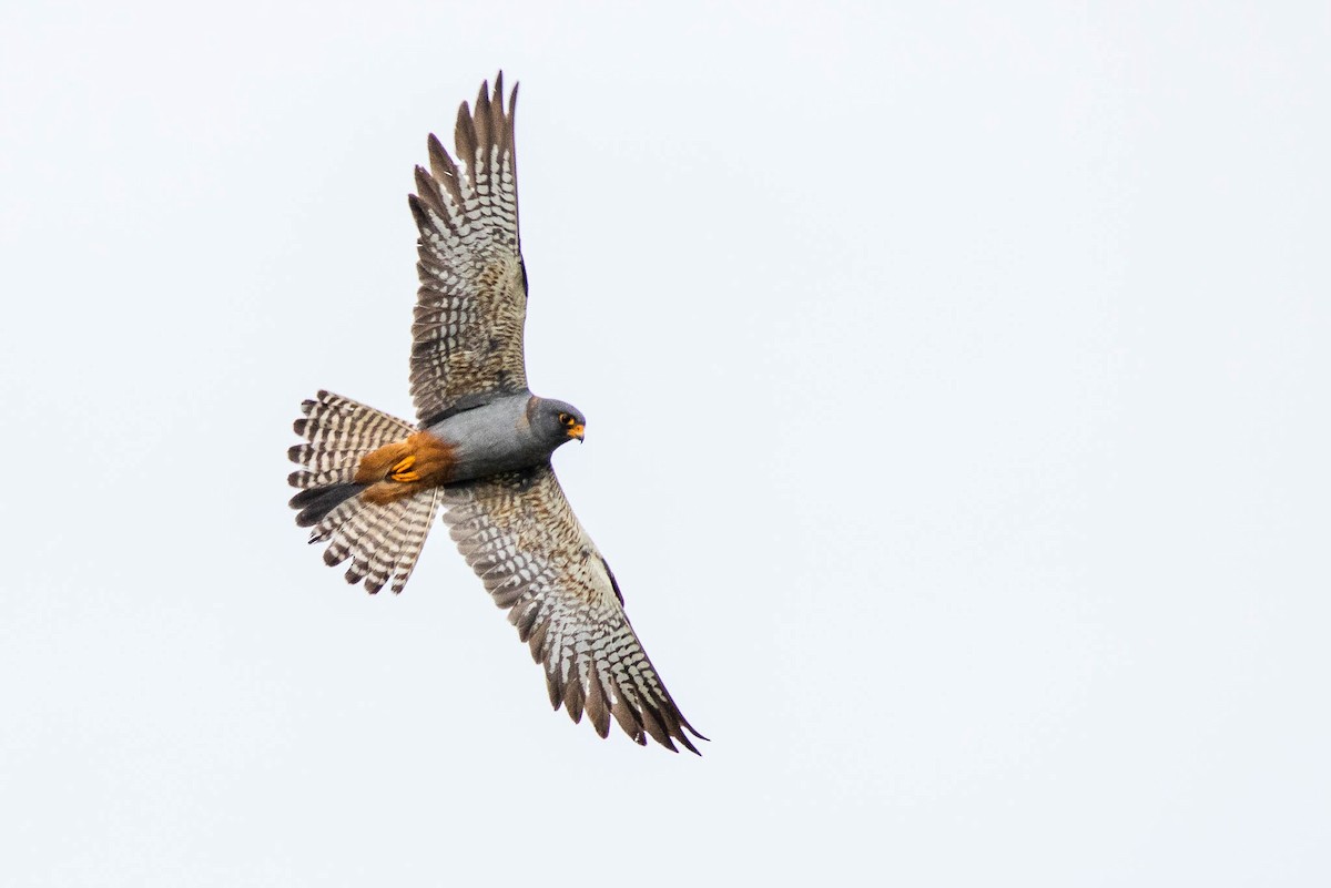 Red-footed Falcon - ML382722361