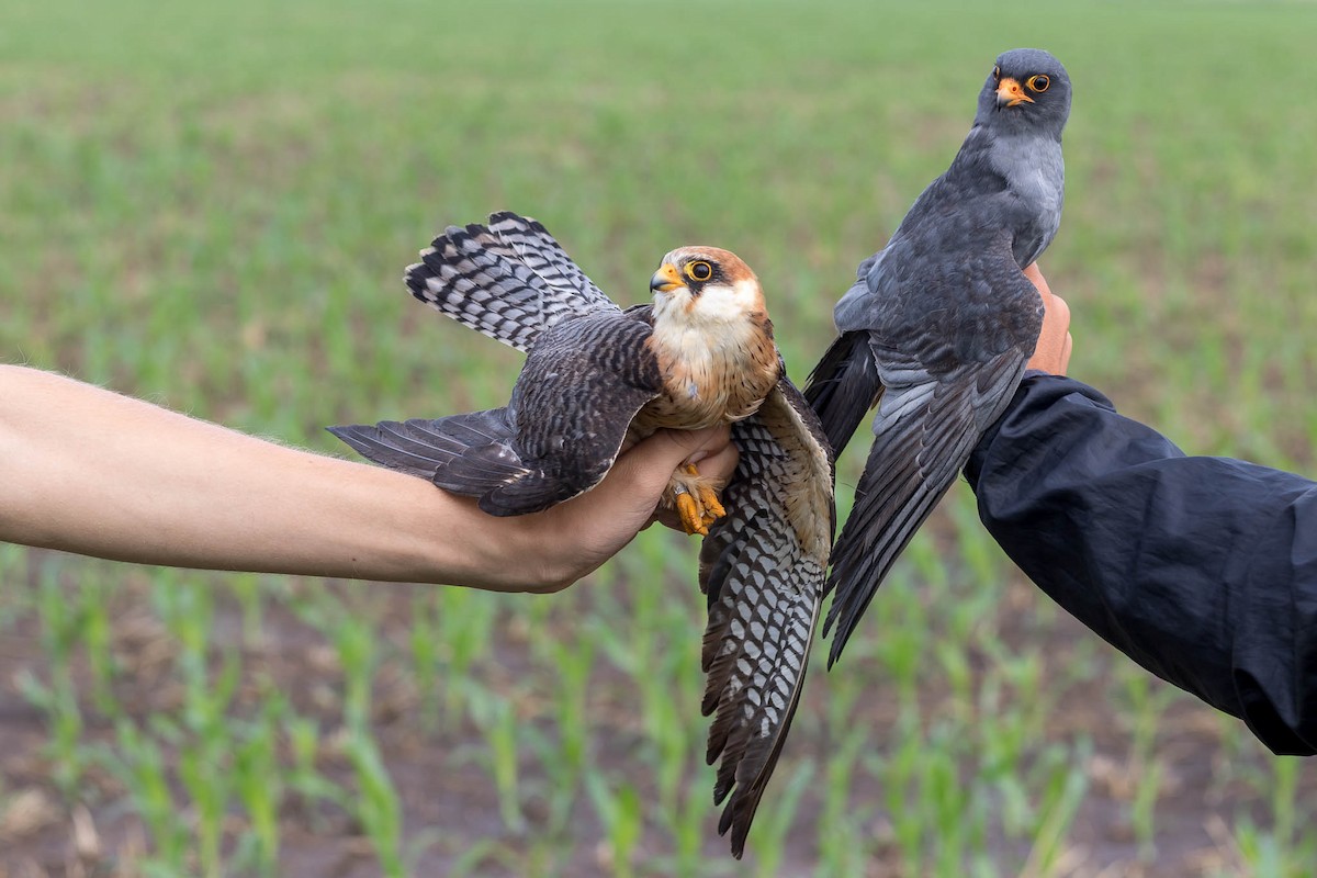 Red-footed Falcon - ML382722411