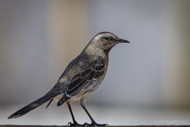 Adult Chilean Mockingbird - Chilean Mockingbird - 