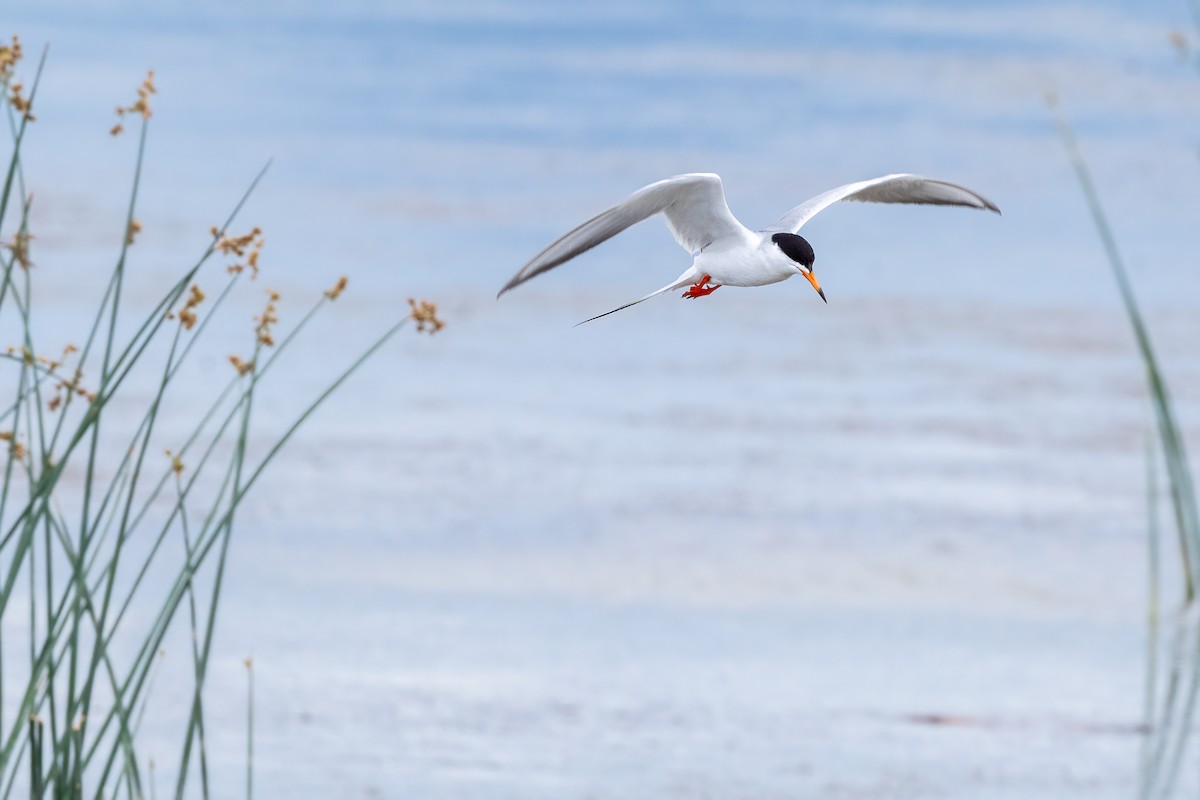 Forster's Tern - Tom Crabtree