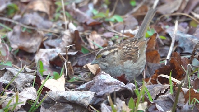 White-throated Sparrow - ML382729721