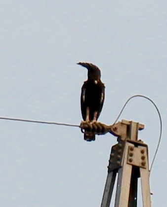 Long-crested Eagle - pamela graber