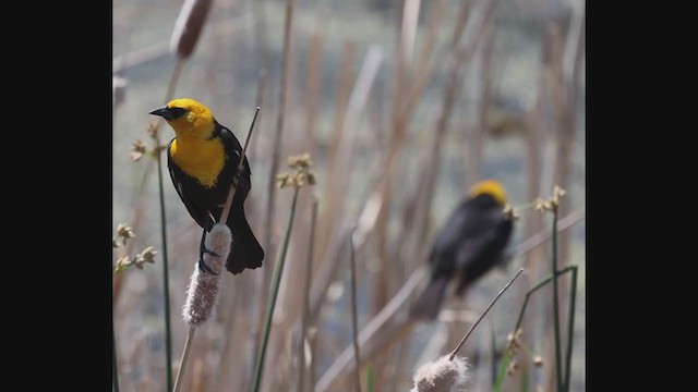 Yellow-headed Blackbird - ML382731141