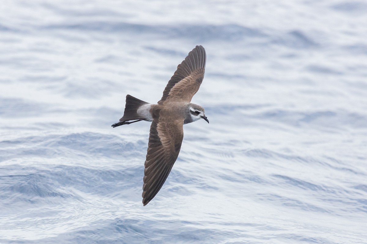 White-faced Storm-Petrel - ML382731771