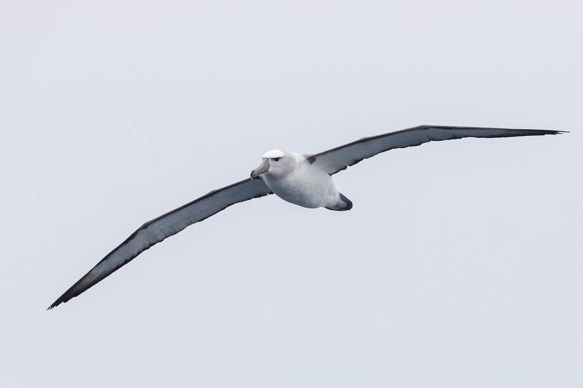 White-capped Albatross - Aaron Skelton