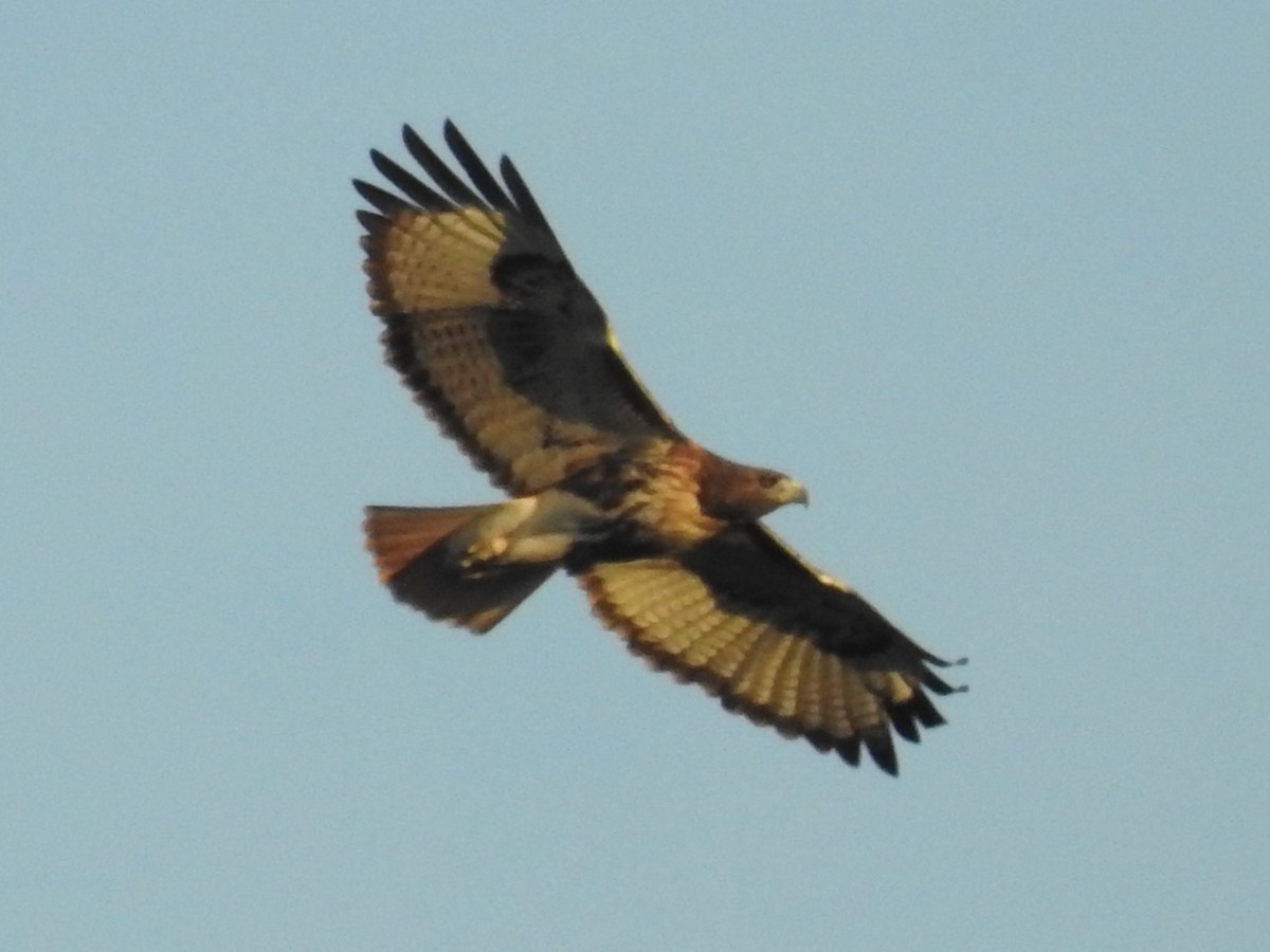 Red-tailed Hawk (umbrinus) - ML382739261