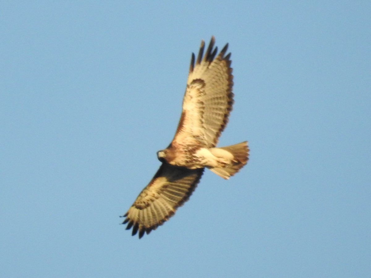 Red-tailed Hawk (umbrinus) - ML382739281