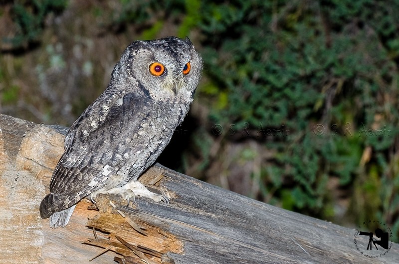 Eurasian Scops-Owl - S R Aamir