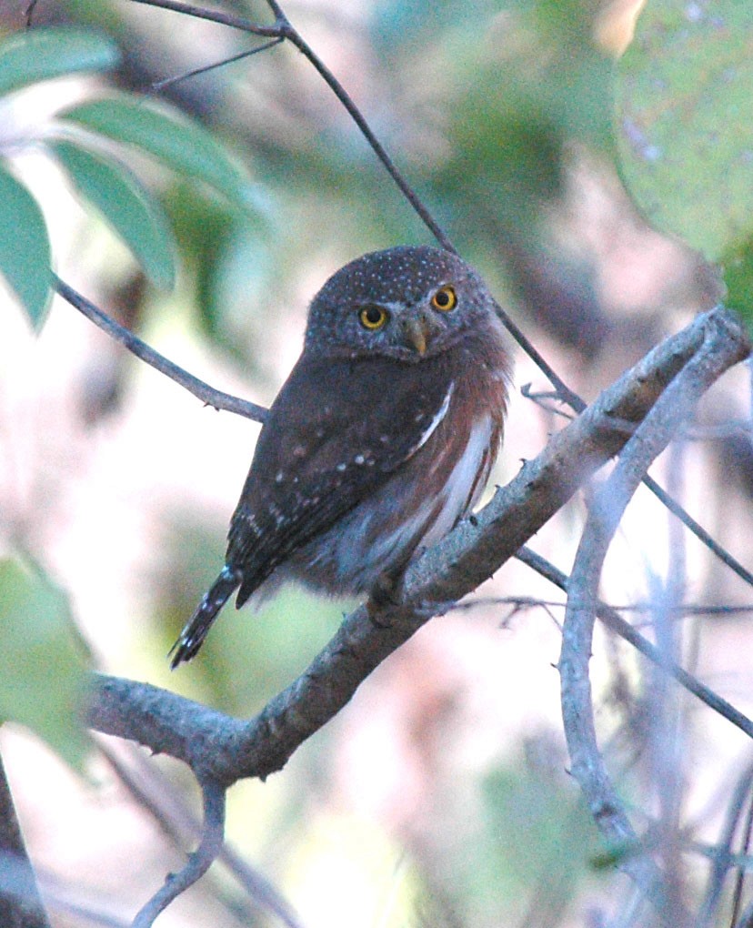 Colima Pygmy-Owl - ML382741971