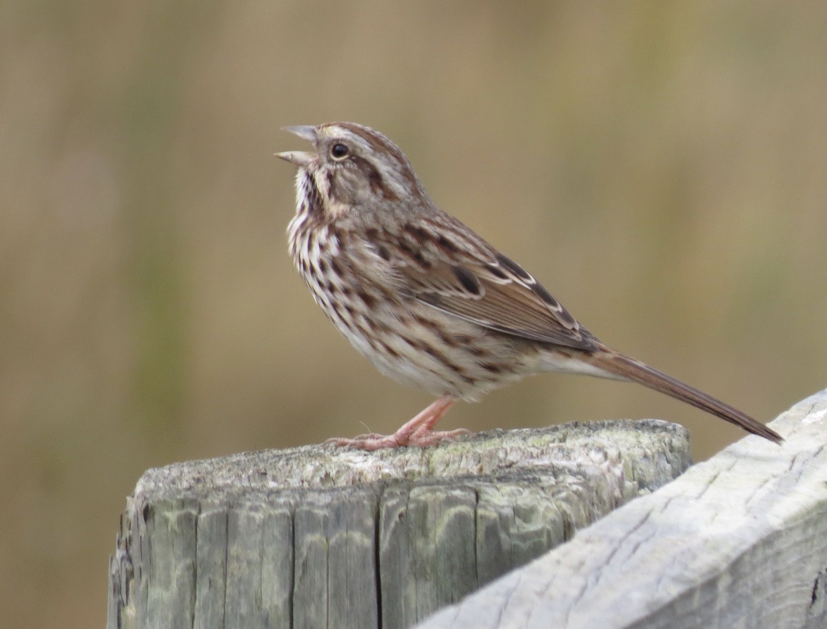 ML382742701 - Song Sparrow - Macaulay Library