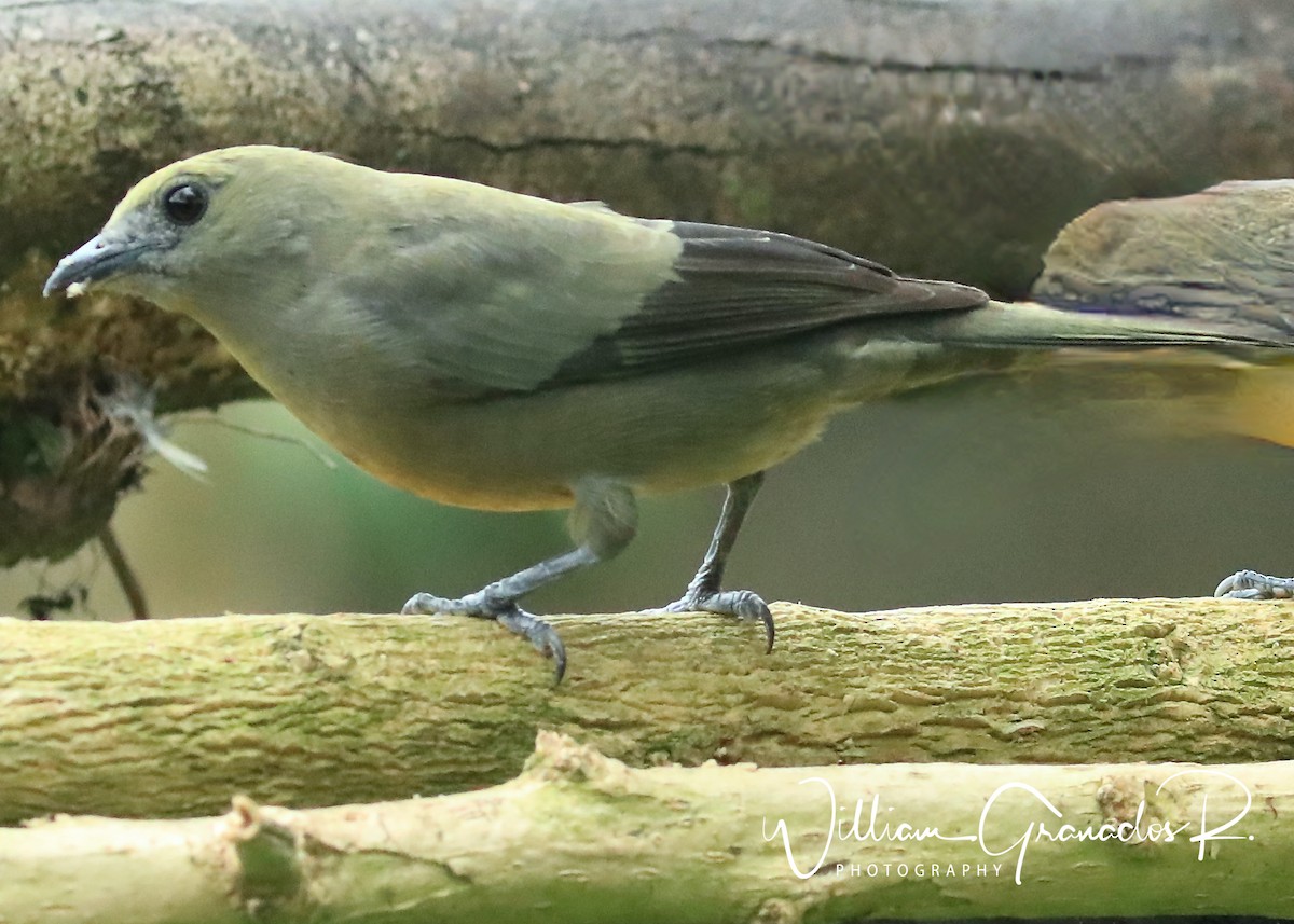 Palm Tanager - ML382743971