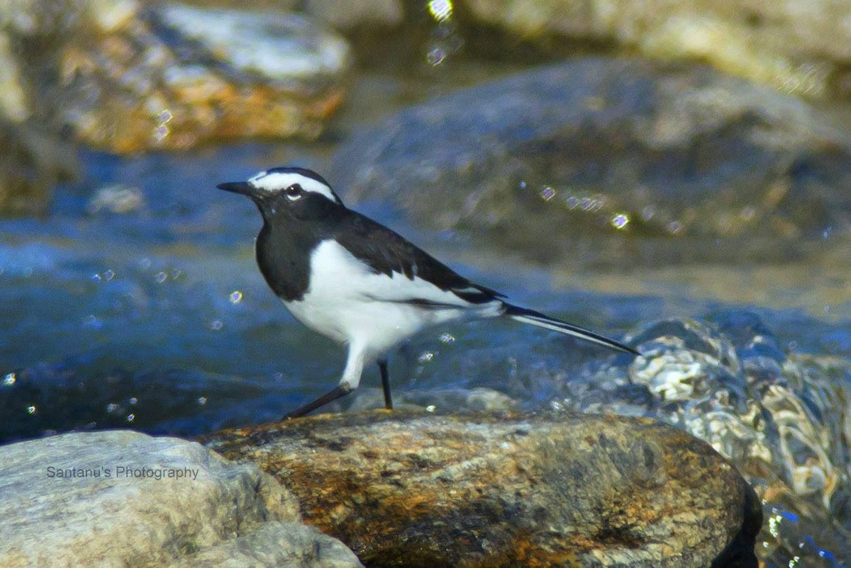 White-browed Wagtail - ML38274731