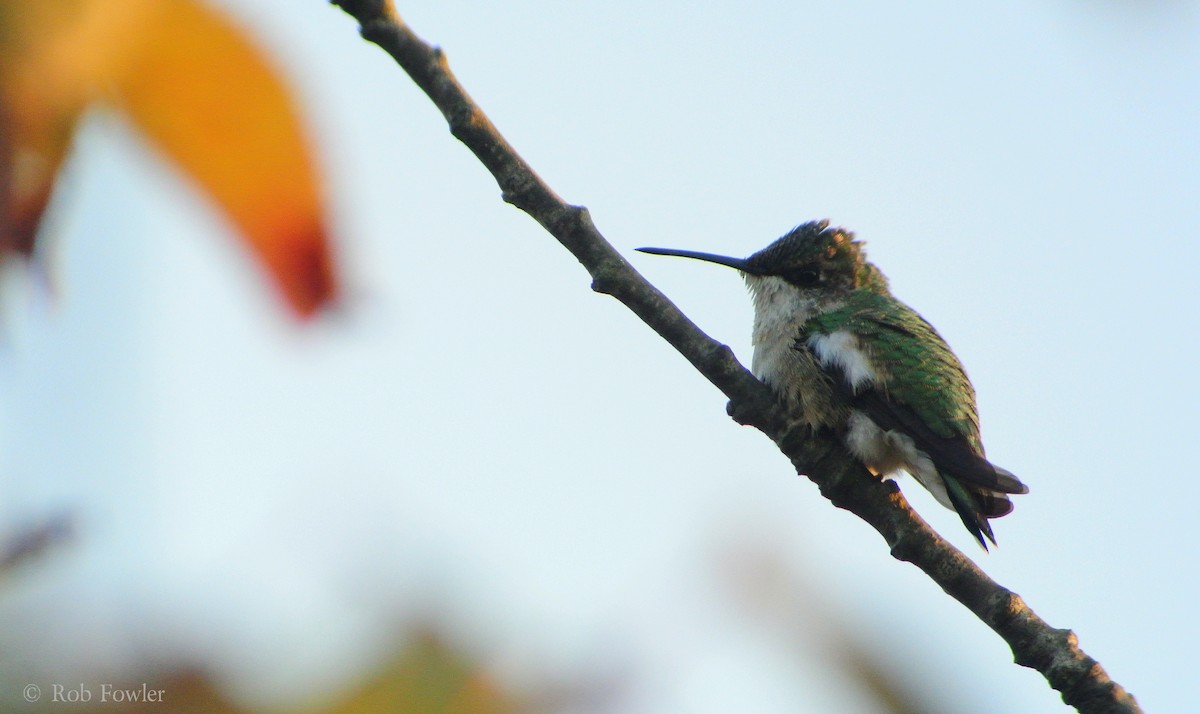 Ruby-throated Hummingbird - Rob Fowler