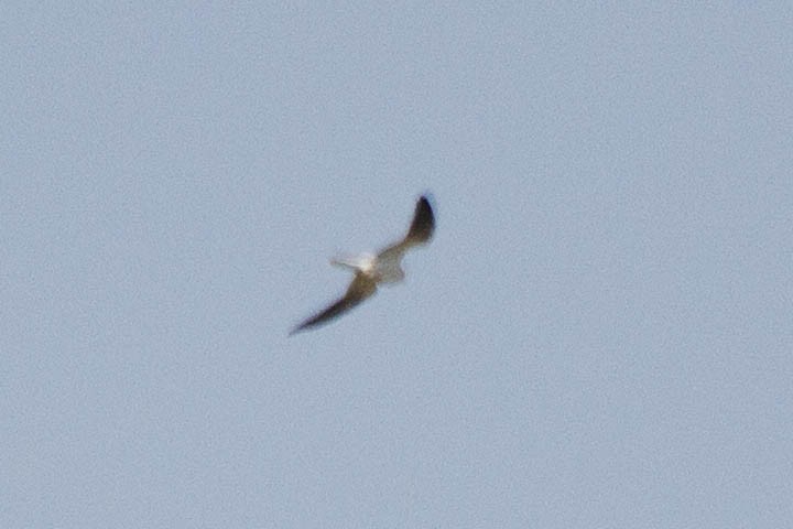 White-tailed Kite - Verónica  Tejerina