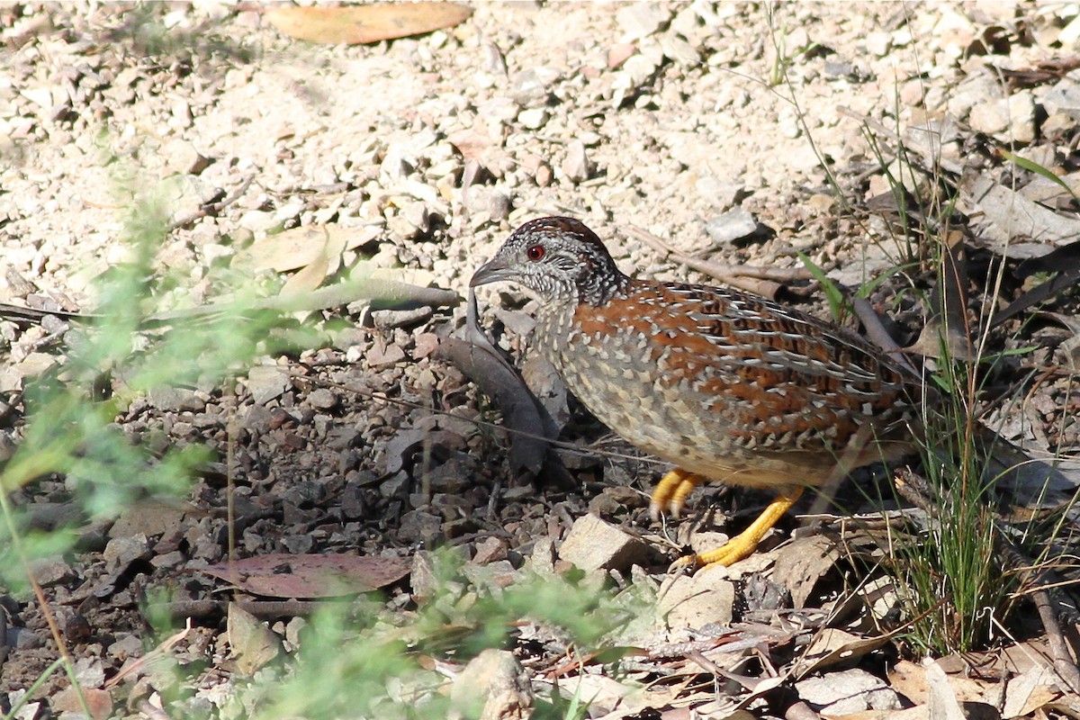 Painted Buttonquail - ML38276641