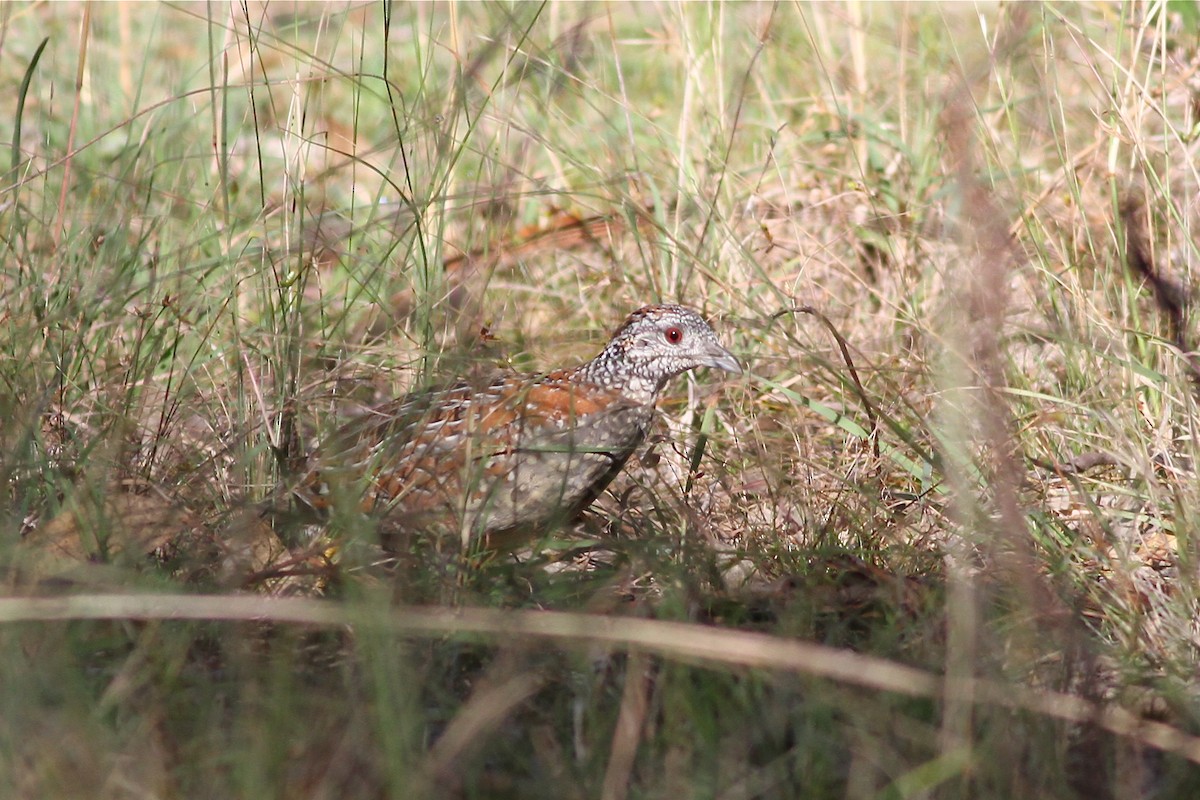 Painted Buttonquail - ML38276671