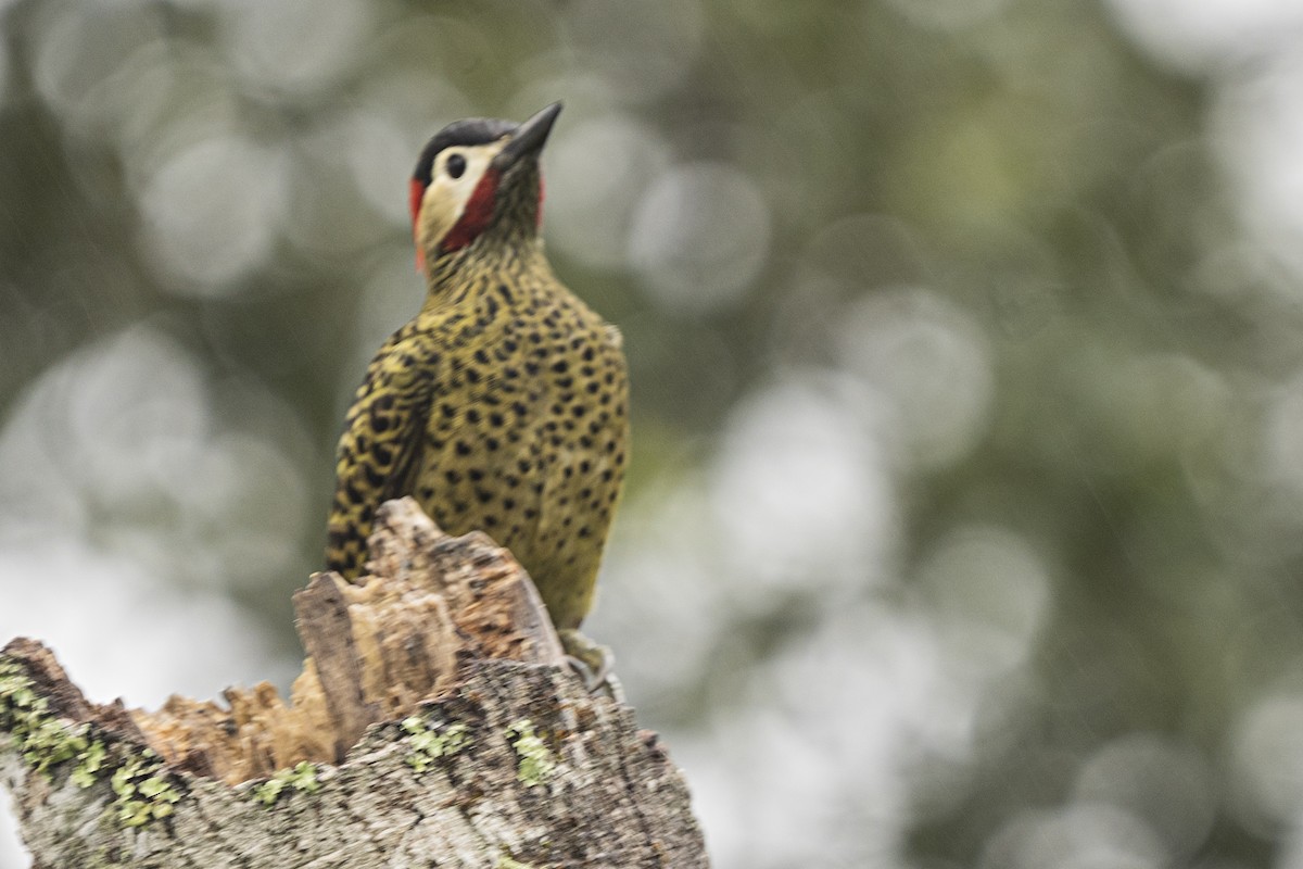Green-barred Woodpecker - Guillermo  Saborío Vega