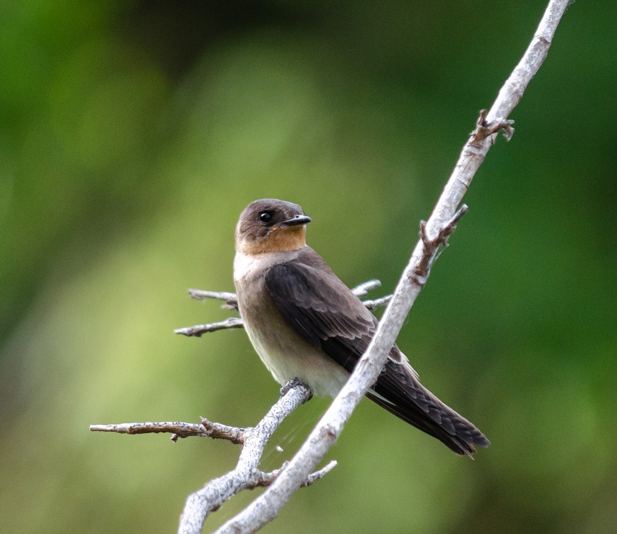 Southern Rough-winged Swallow - Iván Eroles