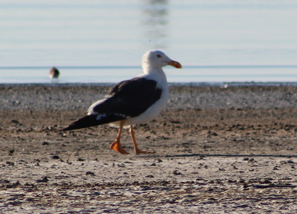 Yellow-footed Gull - ML382777081