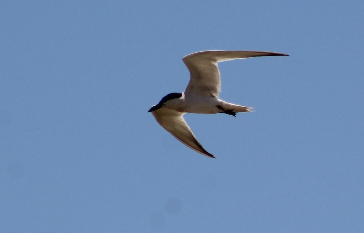 Gull-billed Tern - ML382779211