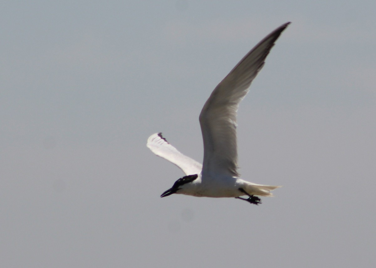 Gull-billed Tern - ML382779241
