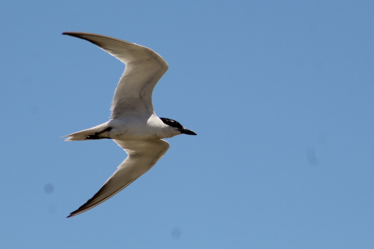 Gull-billed Tern - ML382779261