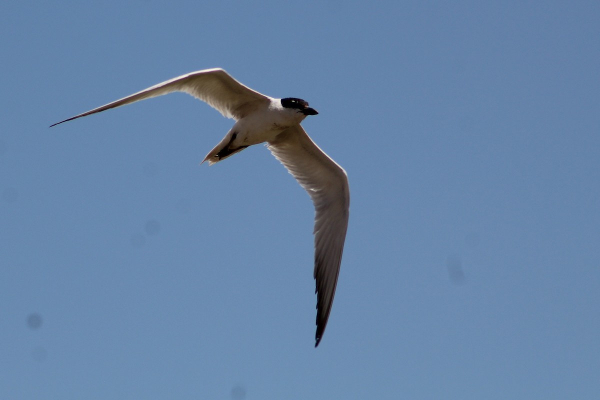 Gull-billed Tern - ML382779281