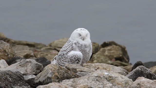 Snowy Owl - ML382779301