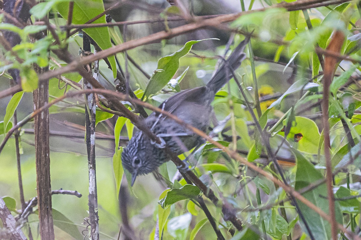 Dusky-tailed Antbird - Guillermo  Saborío Vega