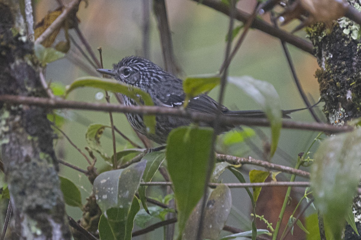 Dusky-tailed Antbird - ML382783641
