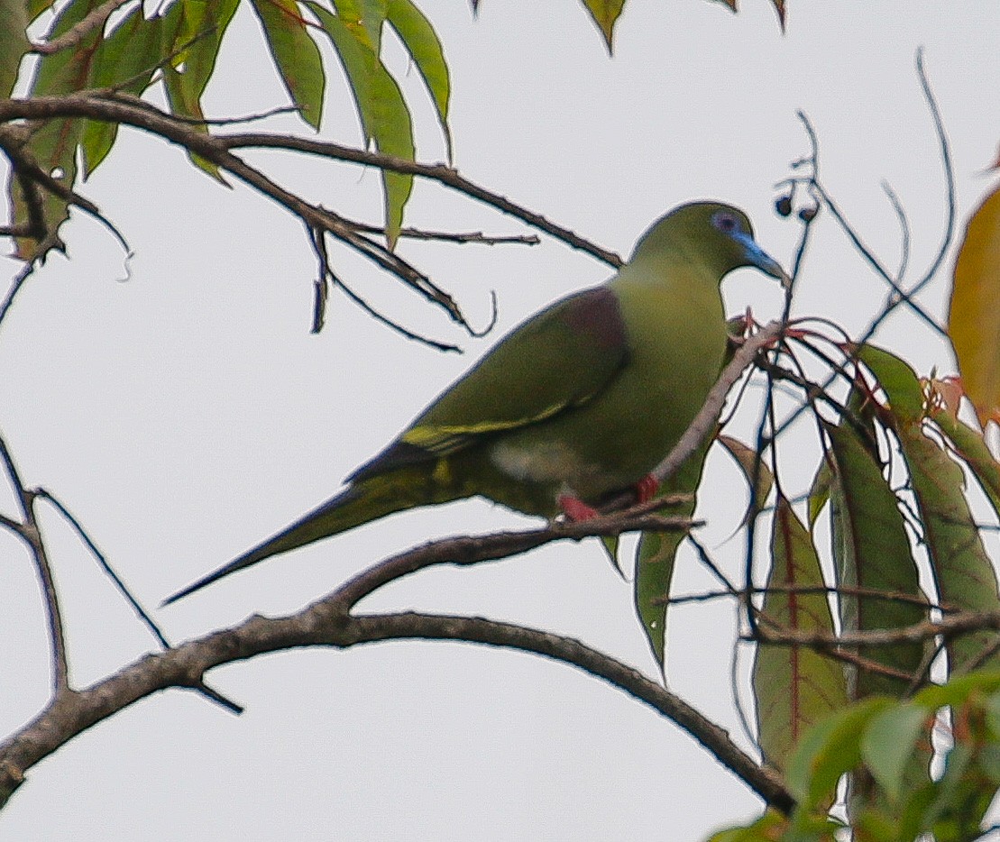 Yellow-vented Green-Pigeon - ML382785641