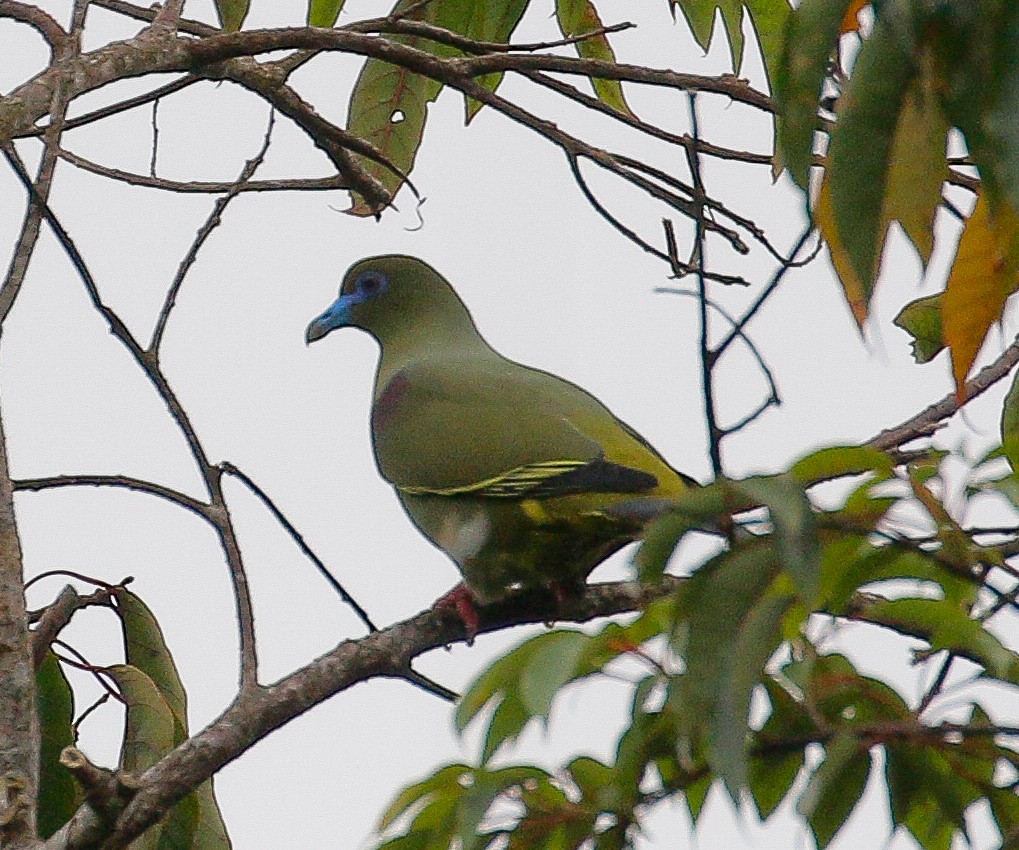 Yellow-vented Green-Pigeon - ML382785651