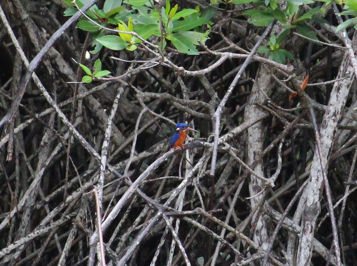 Blue-eared Kingfisher - Bruno Durand