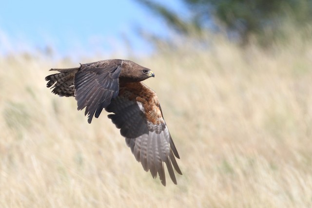 Swainson's Hawk at Knutsford--Edith Lake Road by Dave Beeke