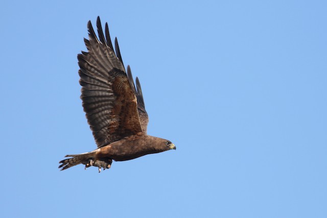 Swainson's Hawk at Knutsford--Edith Lake Road by Dave Beeke