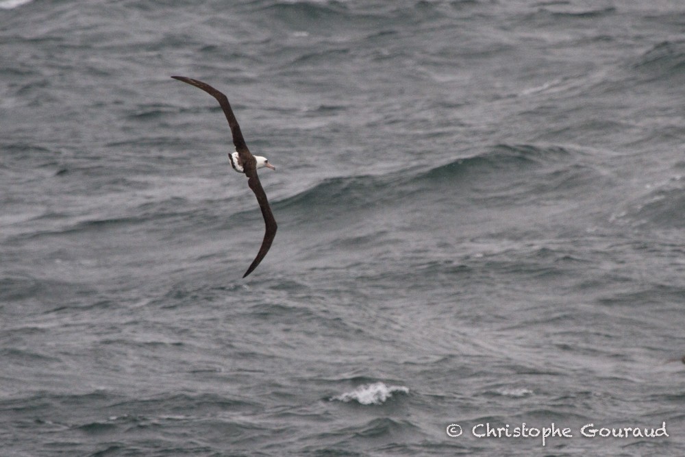 Laysan Albatross - Christophe Gouraud
