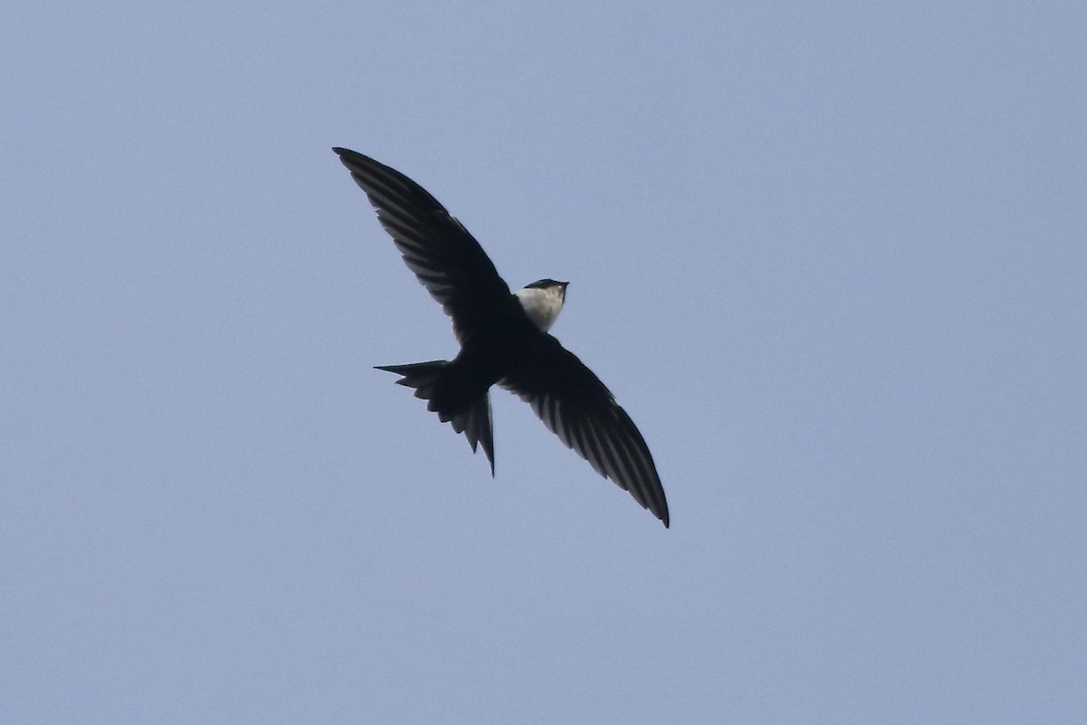 Lesser Swallow-tailed Swift - ML382795261