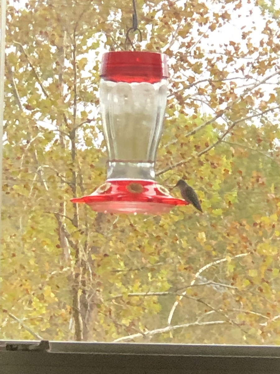 Ruby-throated Hummingbird - ML382796481