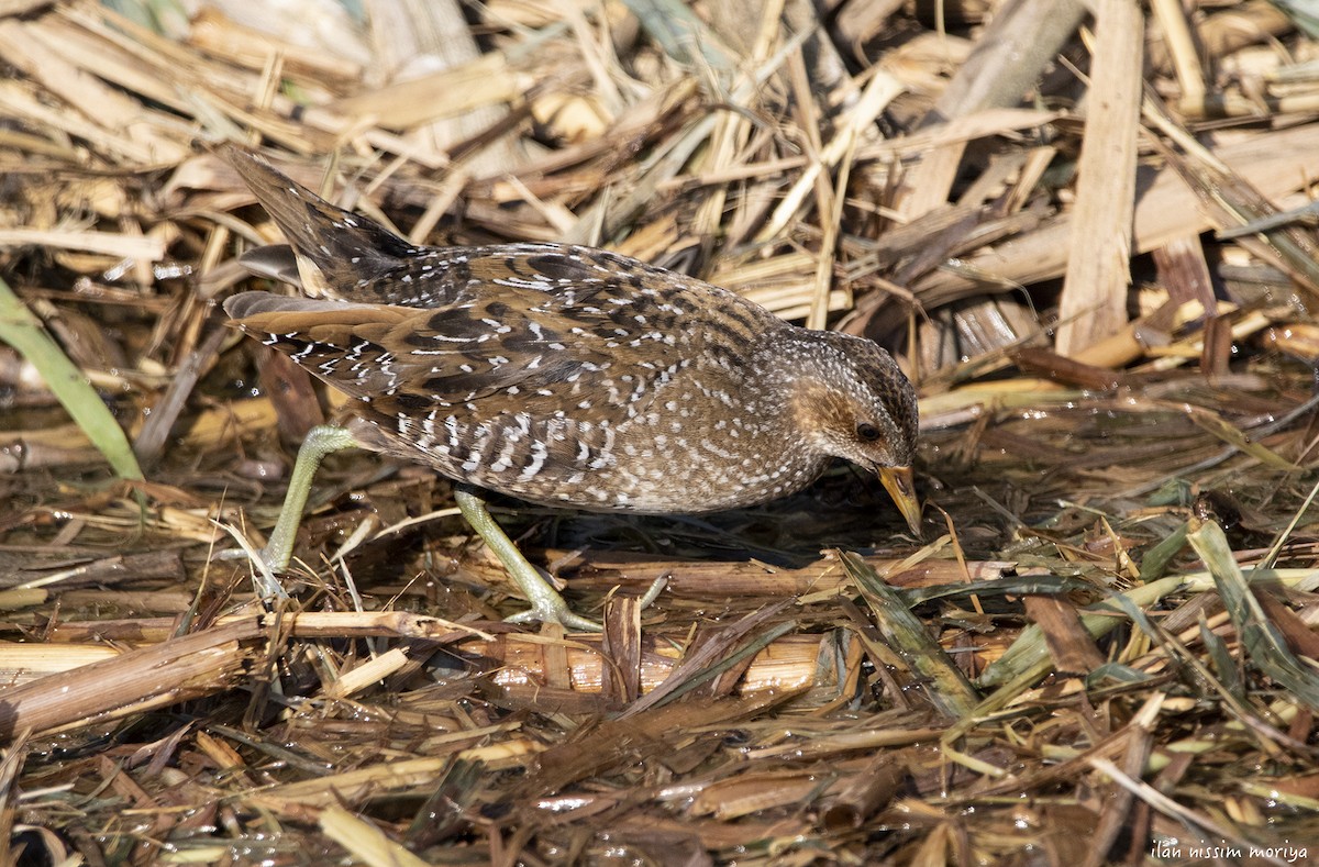Spotted Crake - ML382800351