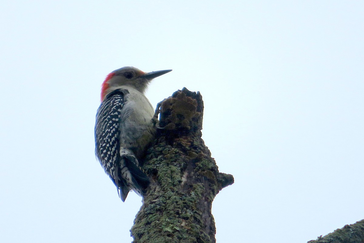 Red-bellied Woodpecker - ML382806121