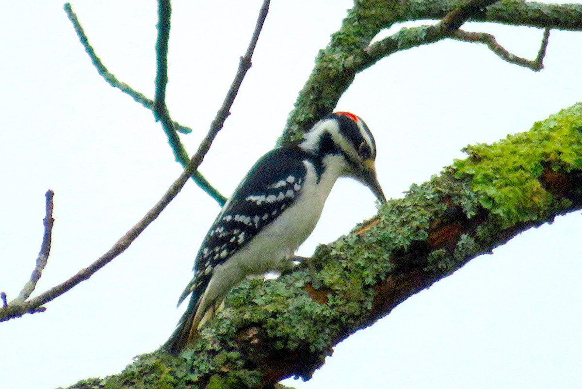 Downy Woodpecker - ML382806151