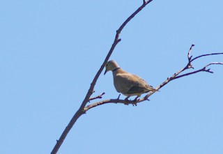 Red Collared-Dove, ML382807161