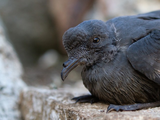 Ashy Storm-Petrel - eBird
