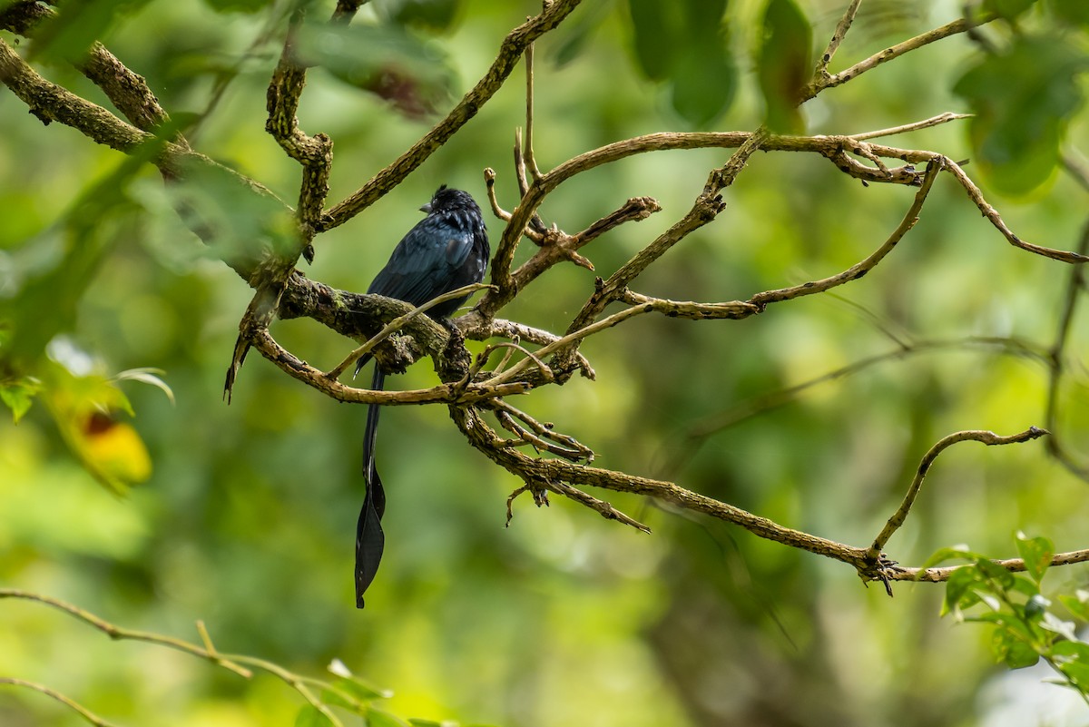 Greater Racket-tailed Drongo - ML382815401