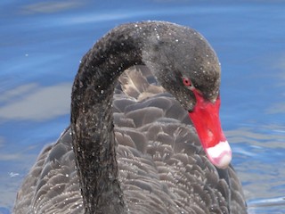 Black Swan, ML382815941